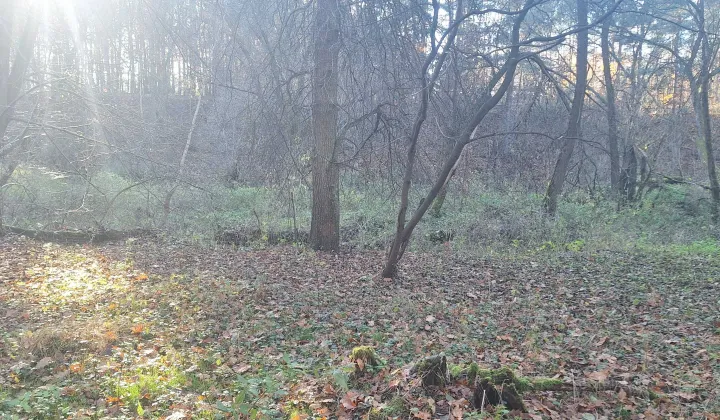 Działka leśna Zawady