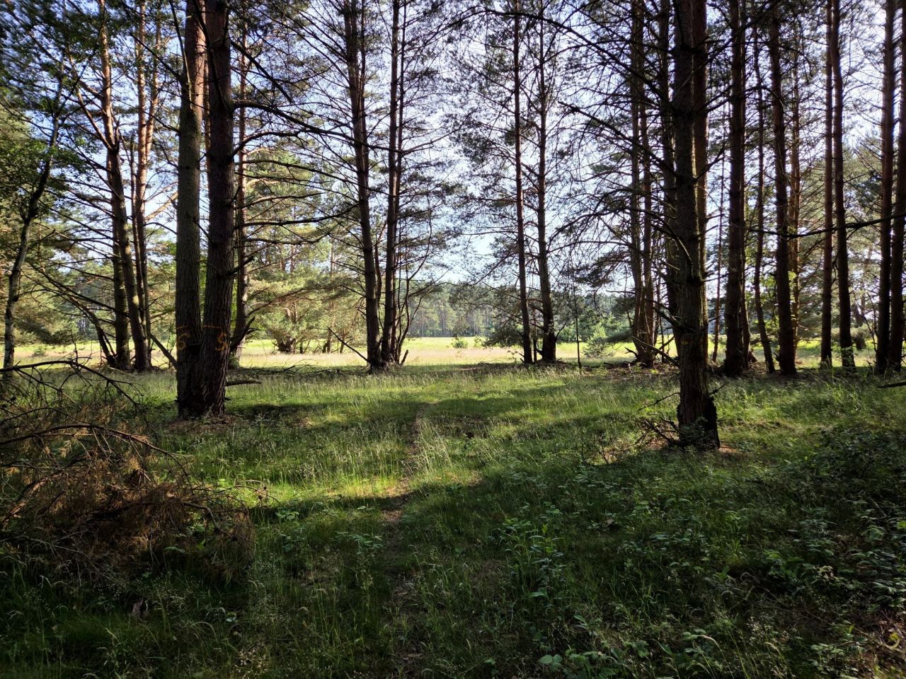 Działka rolna Szczecin Wielgowo. Zdjęcie 5