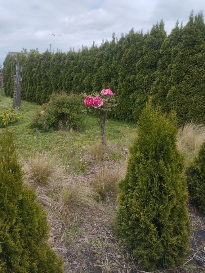 Działka rod Gniezno, ul. Powstańców Wlkp.. Zdjęcie 5