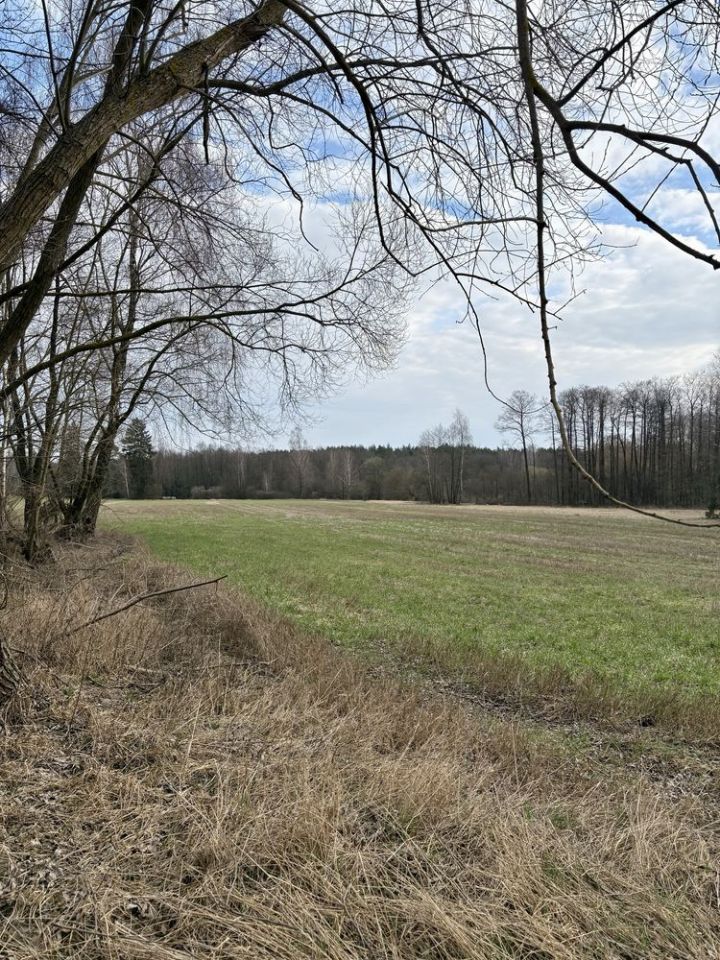 Działka rolna Rogowo-Kolonia. Zdjęcie 3