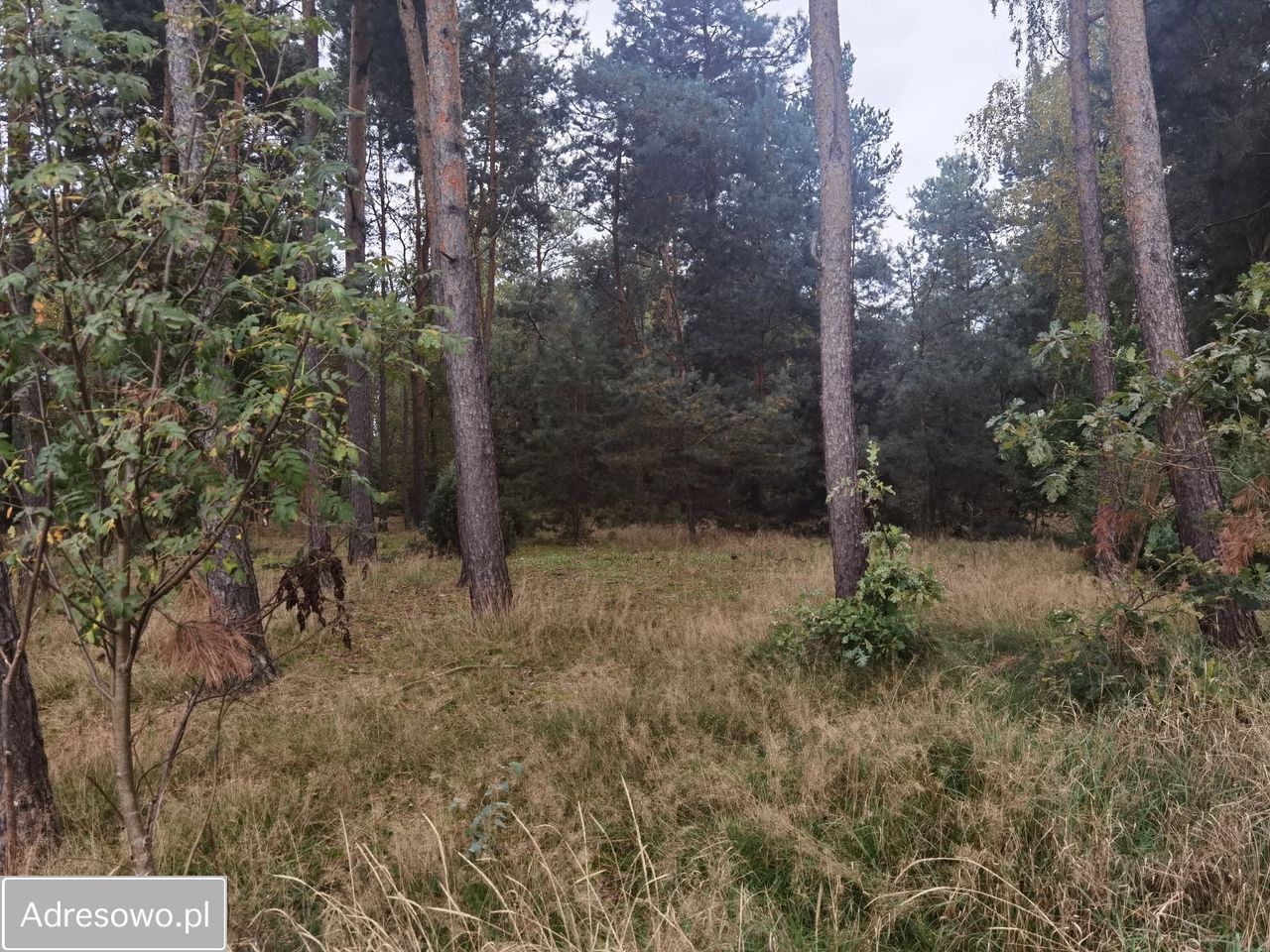 Działka budowlana Zubki Duże. Zdjęcie 8