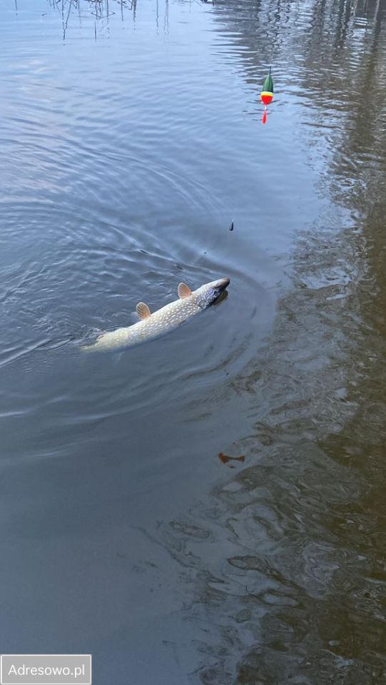dom wolnostojący, 3 pokoje Skubarczewo. Zdjęcie 2
