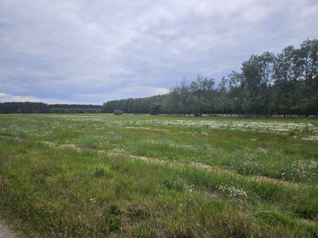 Działka rolna Wólka. Zdjęcie 4