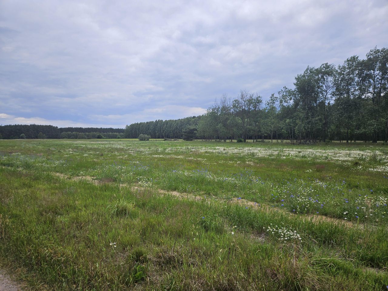 Działka rolna Wólka. Zdjęcie 4