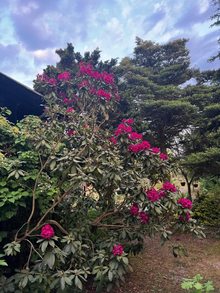 Działka rod Drzewianowo. Zdjęcie 6