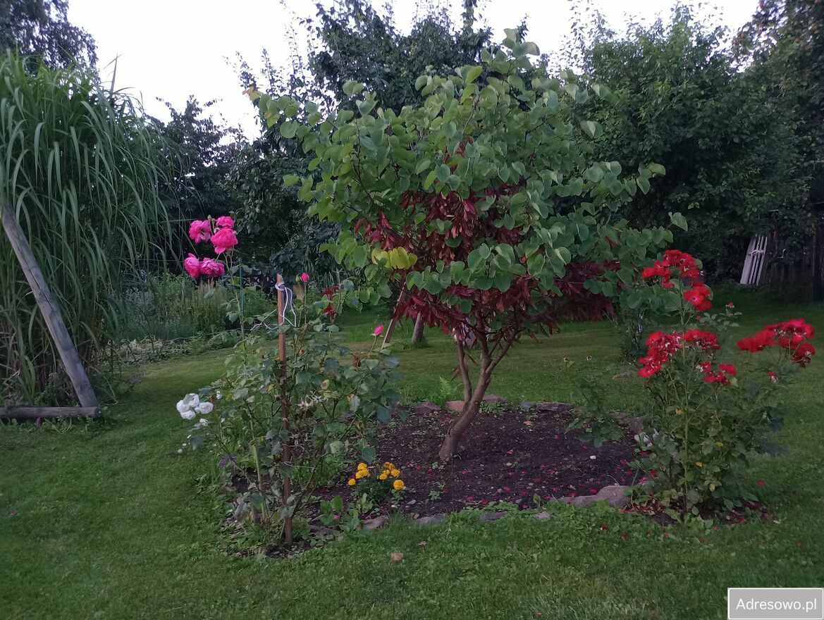 Działka budowlana Piława Górna, ul. Stefana Okrzei. Zdjęcie 7