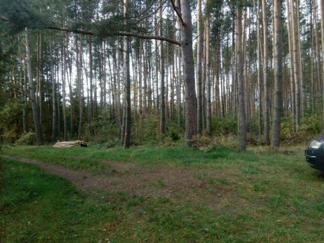 Działka leśna Szramowo. Zdjęcie 1