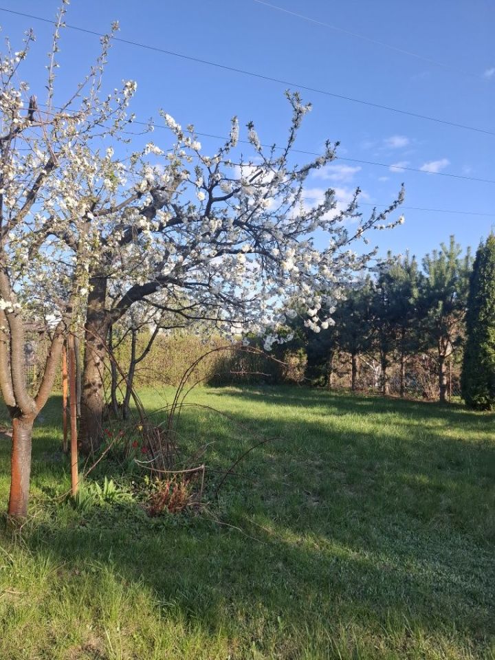 Działka rod Wyszków. Zdjęcie 3