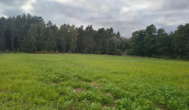 Działka rolno-budowlana Sulnowo