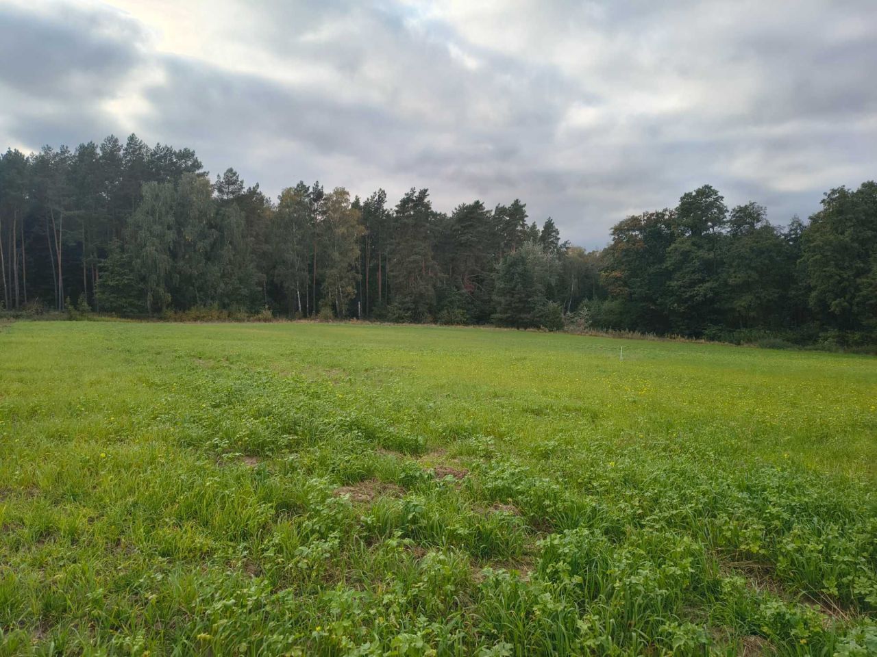 Działka rolno-budowlana Sulnowo. Zdjęcie 1