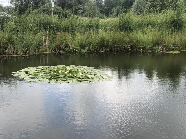 Działka siedliskowa Nowa Dębszczyzna Jemielistka Linia. Zdjęcie 4