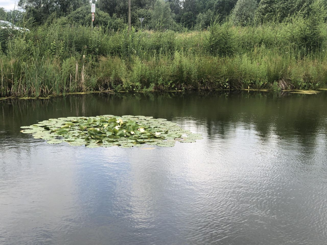 Działka siedliskowa Nowa Dębszczyzna Jemielistka Linia. Zdjęcie 4