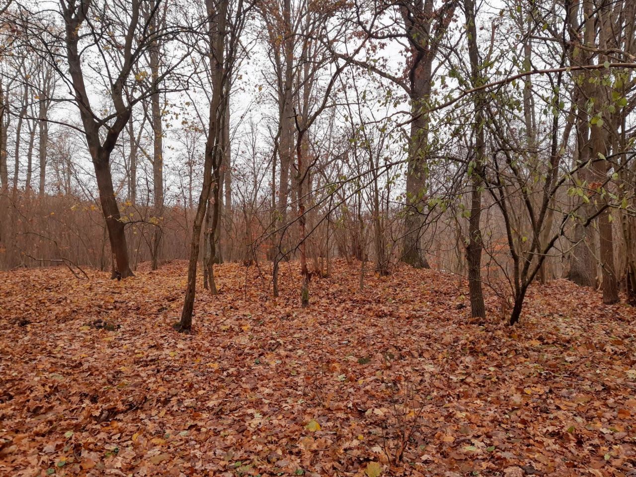 Działka budowlana Gronów. Zdjęcie 20