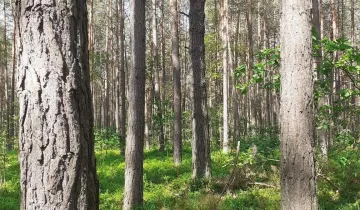 Działka na sprzedaż bez pośredników 
 
 Lipinki - Widok 5