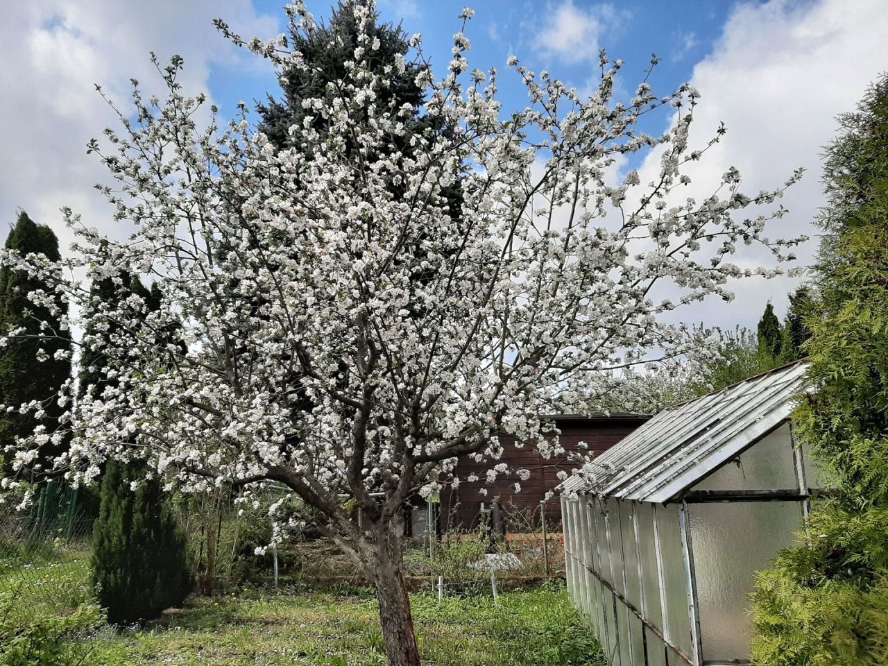 Działka rod Olsztyn. Zdjęcie 5