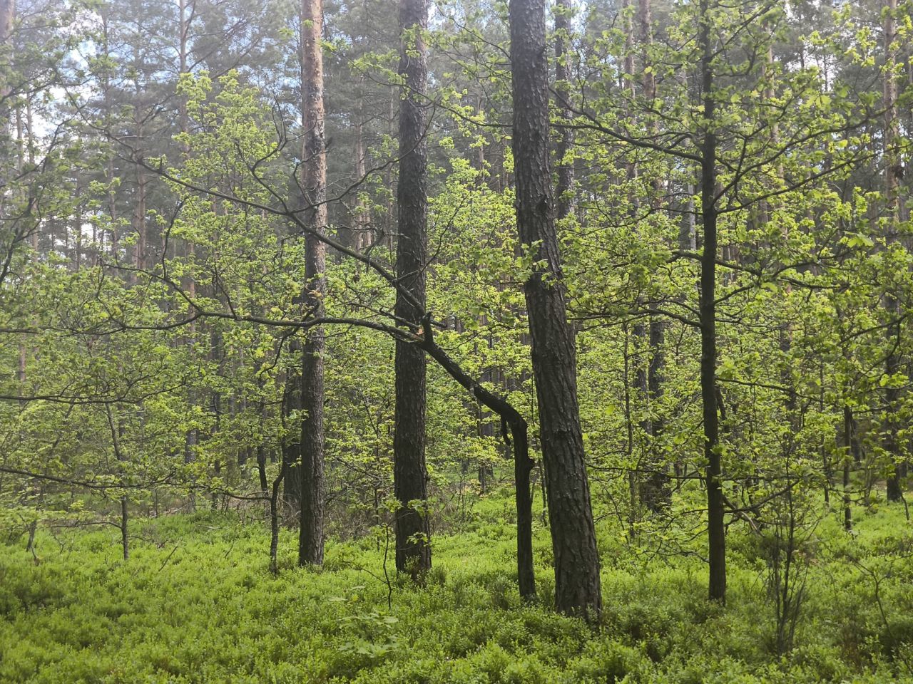 Działka leśna Stanowiska. Zdjęcie 11