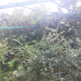 Działka rod Grzybiany, ul. Legnicka. Zdjęcie 4