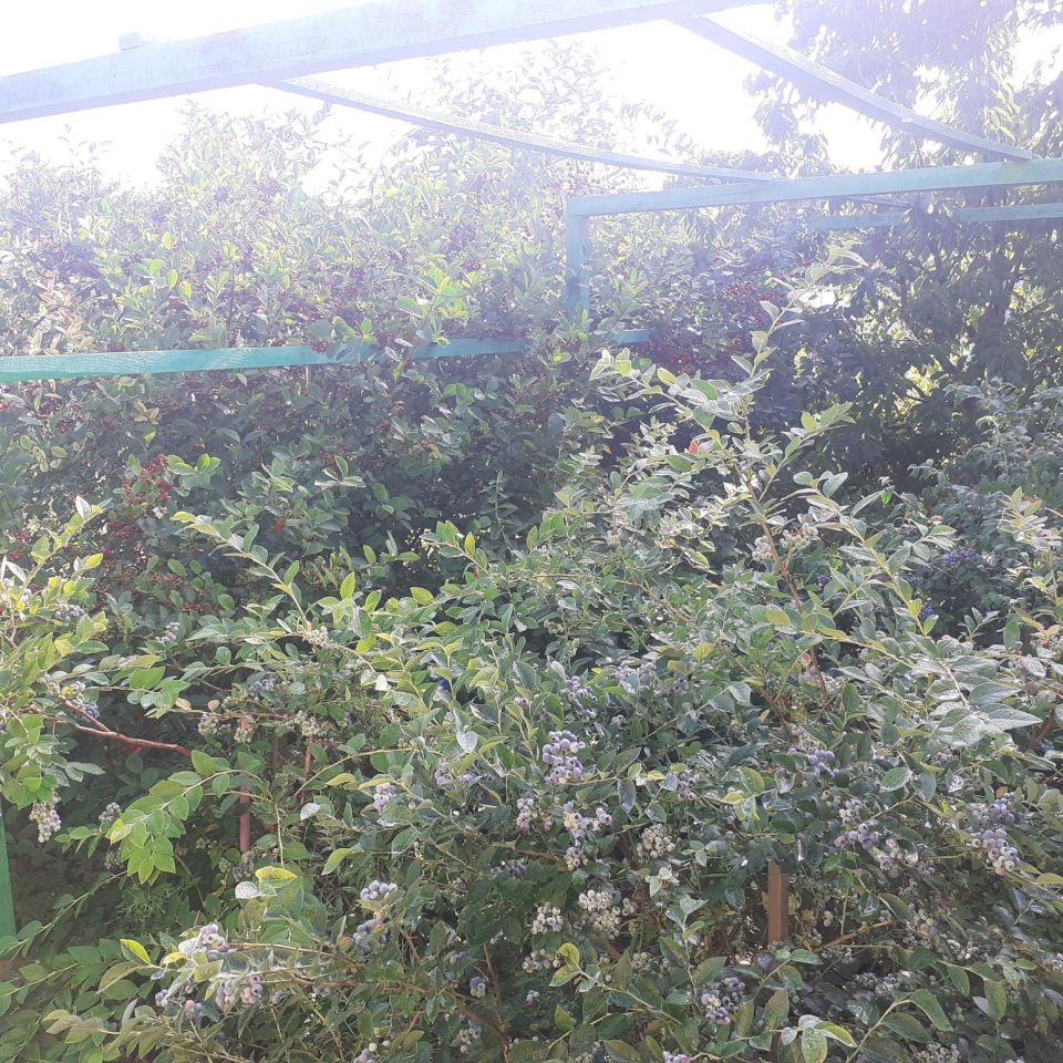 Działka rod Grzybiany, ul. Legnicka. Zdjęcie 5