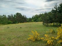 Działka inwestycyjna Borek Kamienny. Zdjęcie 4