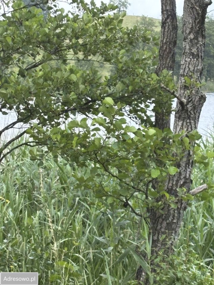 Działka rolno-budowlana Dziadówek. Zdjęcie 3