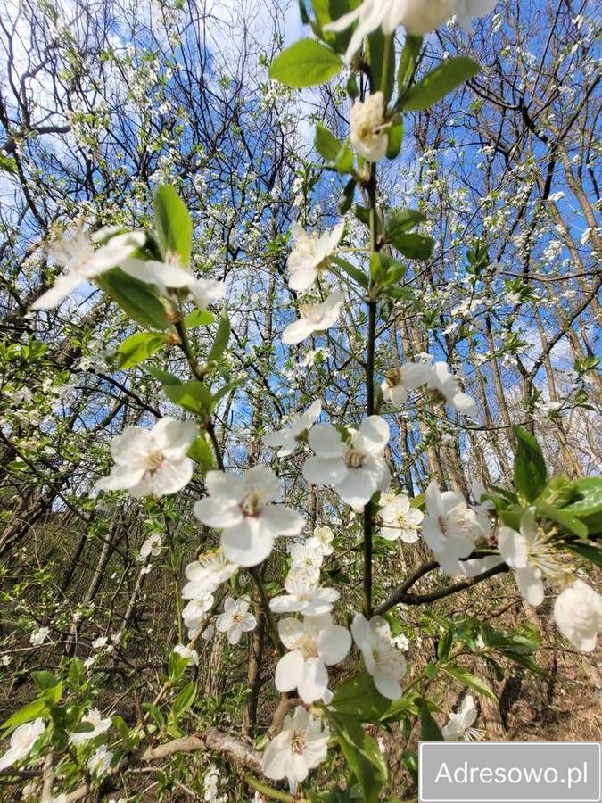 Działka budowlana Wola Pobiedzińska. Zdjęcie 7