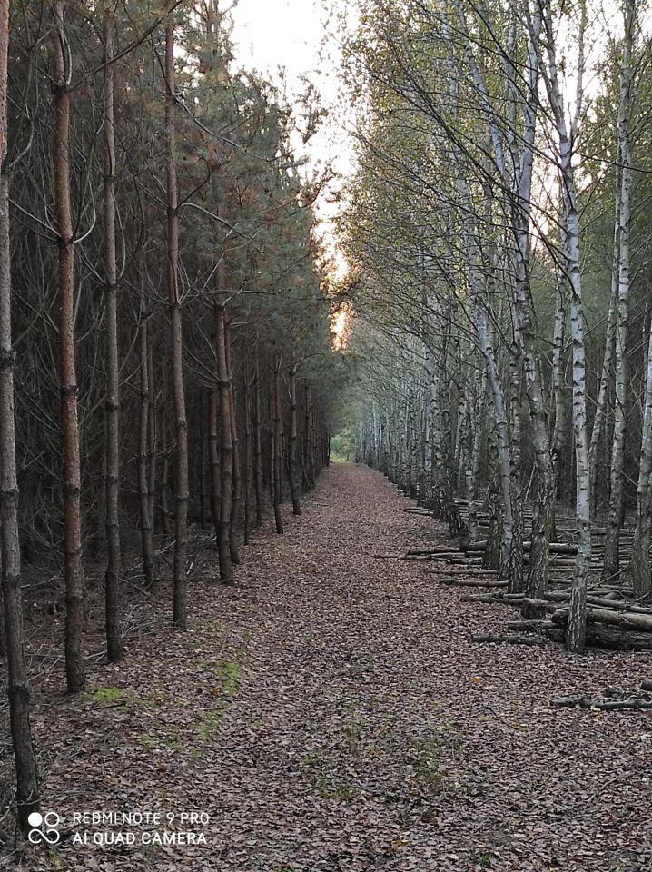 Działka leśna Służewo-Pole. Zdjęcie 4