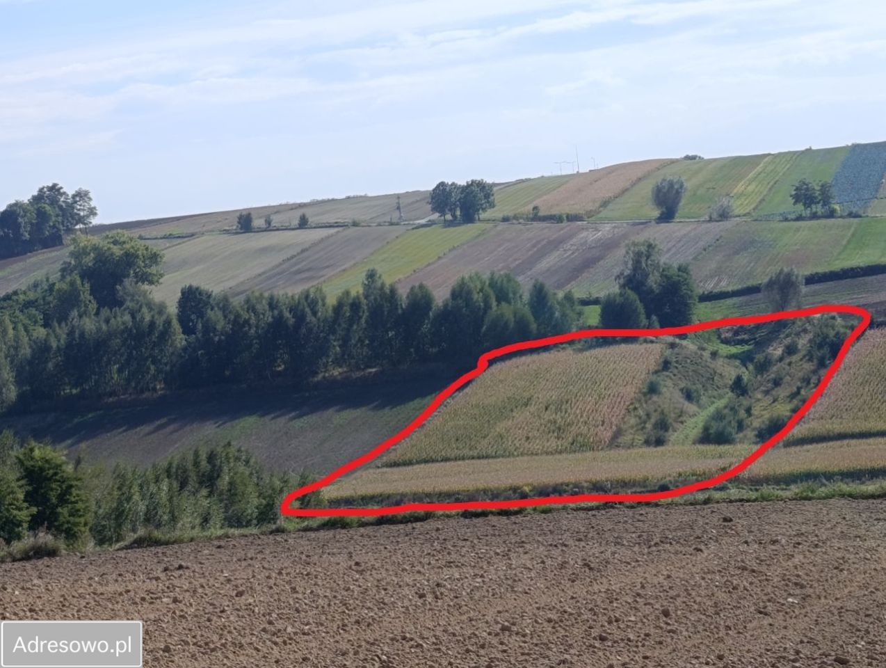 Działka rolna Lelowice. Zdjęcie 5