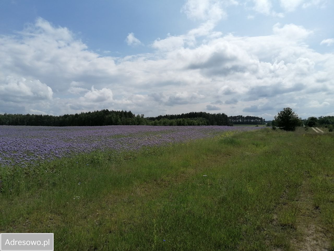 Działka rolna Karczewko, ul. Olchowa. Zdjęcie 6