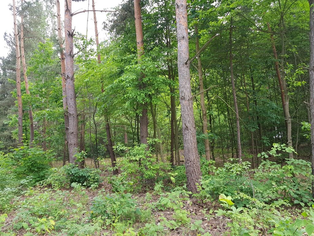 Działka budowlana Tartak Brzózki, ul. Letniskowa. Zdjęcie 4