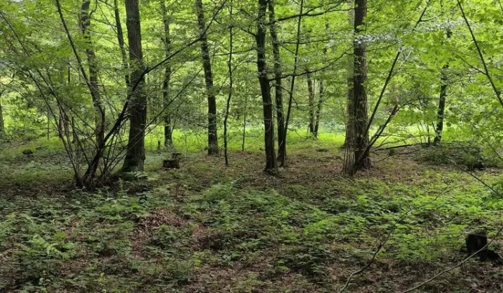 Działka leśna Gogołów