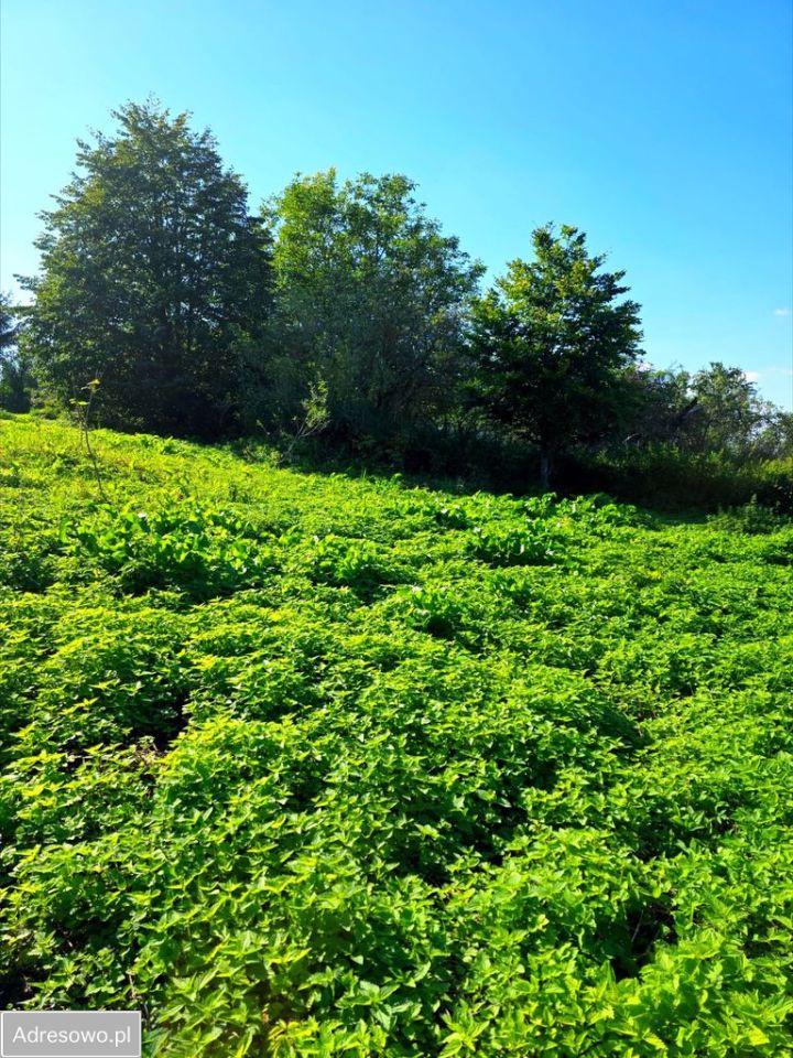 Działka budowlana Tarławki
