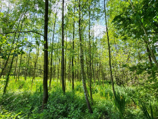 Działka leśna Nowy Życk. Zdjęcie 1