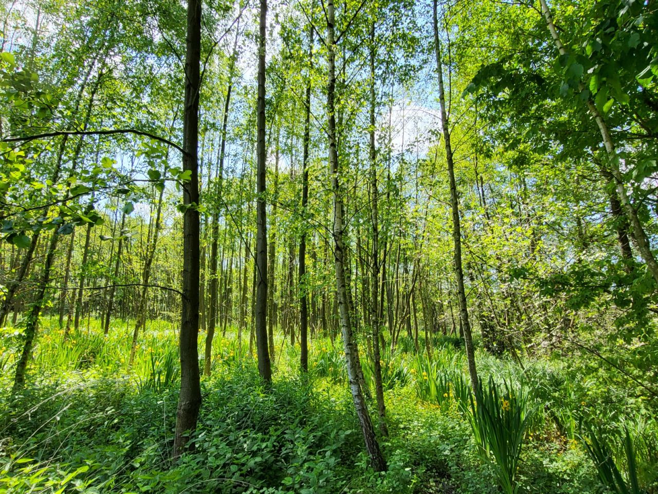 Działka leśna Nowy Życk. Zdjęcie 1