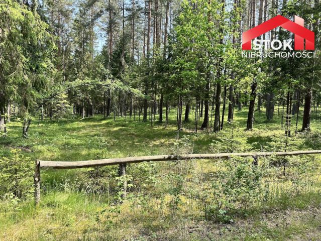 Działka leśna Rudnica. Zdjęcie 7