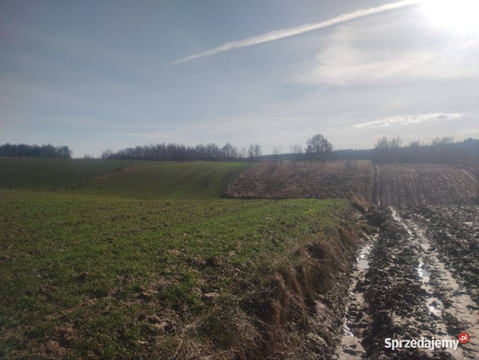 Działka rolna Prawęcin. Zdjęcie 3