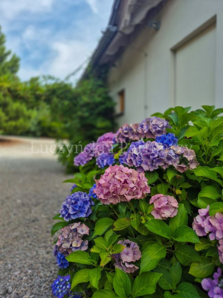 dom wolnostojący, 5 pokoi Dziwiszów. Zdjęcie 4