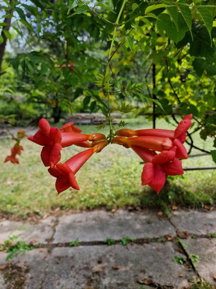 Działka rod Warszawa Włochy, ul. Paluch. Zdjęcie 13