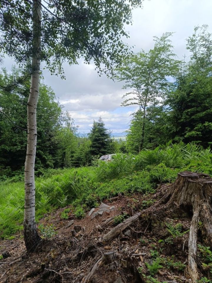 Działka leśna Ostrowsko. Zdjęcie 2