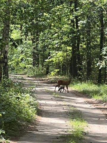 Działka rekreacyjna Wylatkowo, Wylatkowo. Zdjęcie 7
