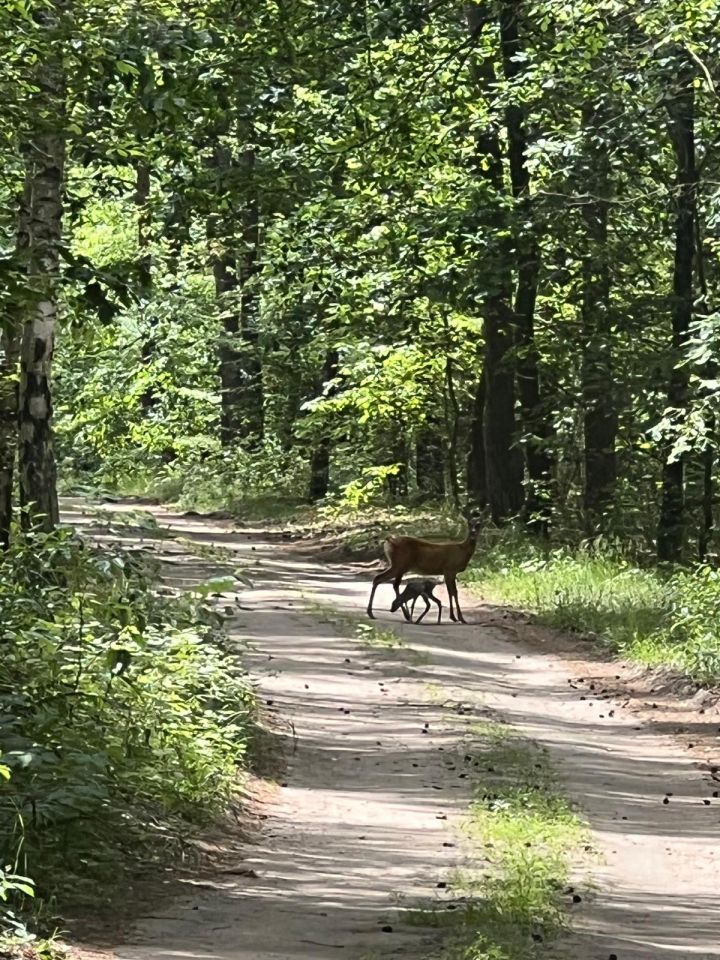 Działka rekreacyjna Wylatkowo, Wylatkowo. Zdjęcie 7