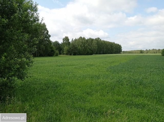 Działka rolno-budowlana Sobolew-Kolonia. Zdjęcie 1