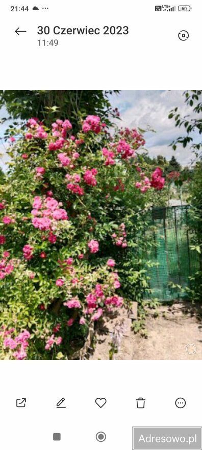 Działka rod Tarnobrzeg. Zdjęcie 4