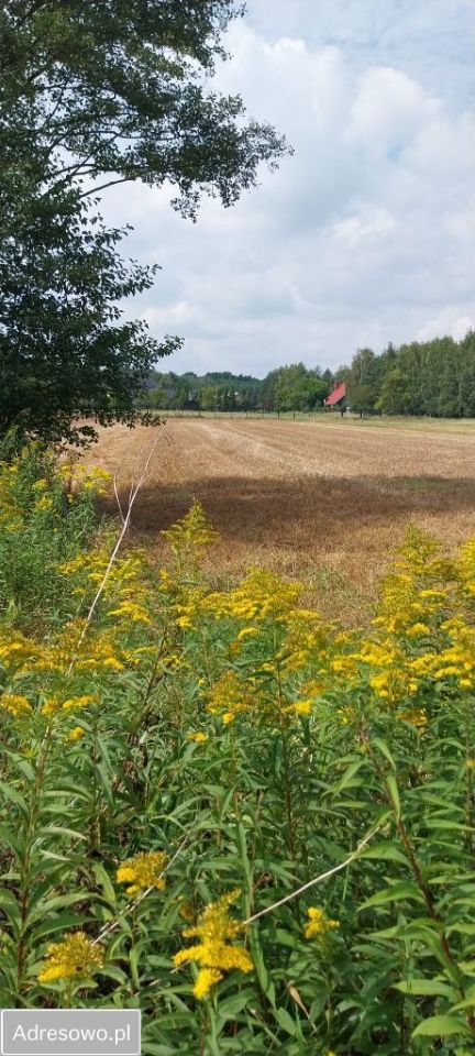 Działka budowlana Turawa Marszałki, ul. Sosnowa. Zdjęcie 2