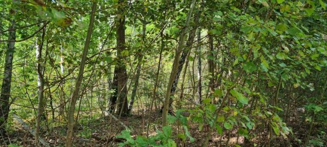 Działka budowlana Rusiec. Zdjęcie 3