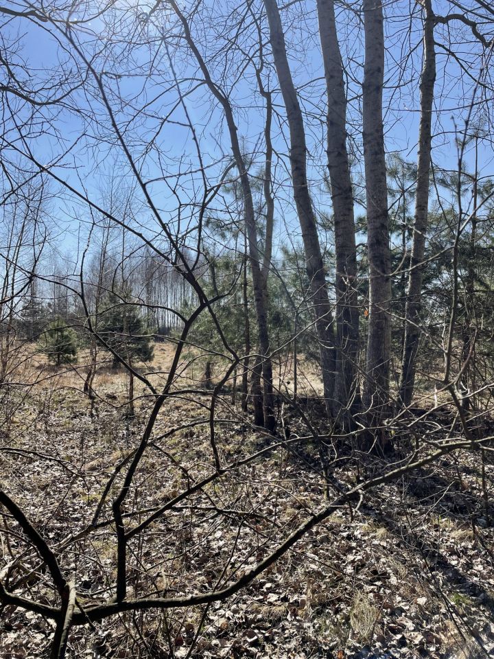 Działka rolna Zalesna. Zdjęcie 2