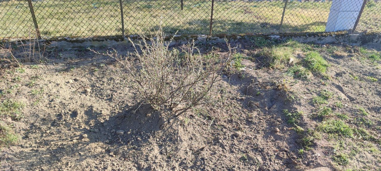 Działka rod Sierpc, ul. Piotra Ściegiennego. Zdjęcie 10