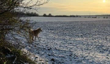 Działka rolno-budowlana Żelichów