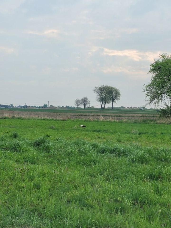 Działka budowlana Lędziny Blich. Zdjęcie 3