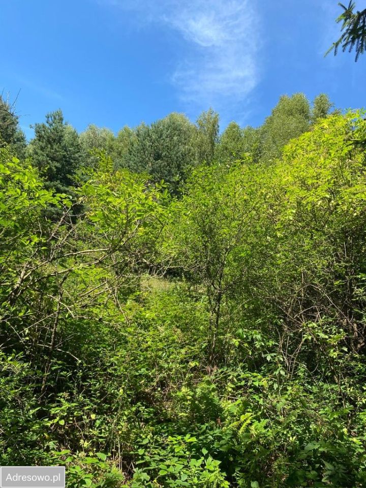 Działka rolna Ropienka. Zdjęcie 5