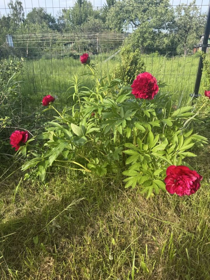 Działka rod Jelenia Góra Zabobrze, ul. Adama Mickiewicza. Zdjęcie 5